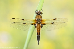 5 Vierfleck - Libellula quadrimaculata